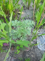 Artemisia absinthium