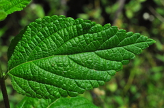 Lantana fucata