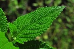 Lantana fucata