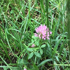 Trifolium hybridum