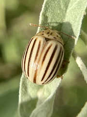Leptinotarsa texana