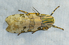 Halysidota underwoodi
