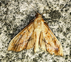 Anarmodia repandalis