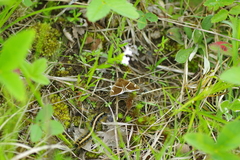 Argyrostrotis