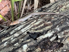 Plestiodon inexpectatus