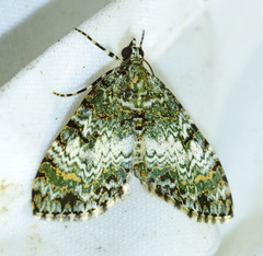 Spargania privernaria