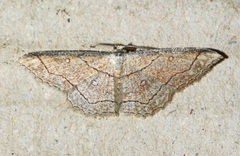 Cyclophora coecaria