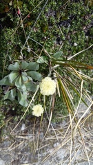 Craspedia lanata lanata