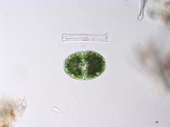 Cosmarium pyramidatum