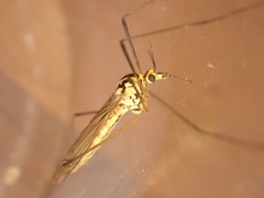 Nephrotoma submaculosa