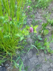 Trifolium pratense