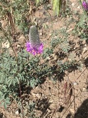 Dalea ornata