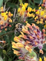 Eucera longicornis