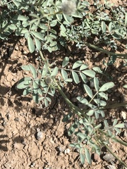 Dalea ornata