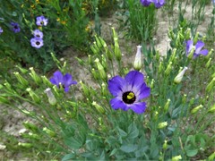 Eustoma russellianum