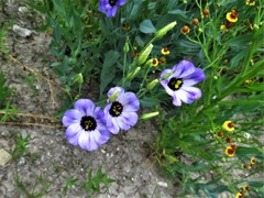 Eustoma russellianum