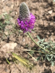 Dalea ornata