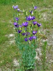 Eustoma russellianum