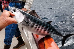 Pacific Bonito photo 2