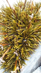 Aciphylla simplex