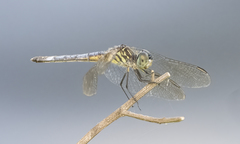 Pachydiplax longipennis