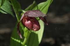 Cypripedium shanxiense