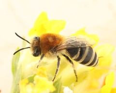 Colletes similis