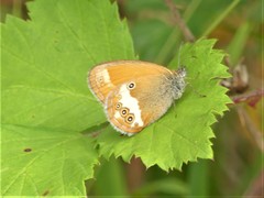 Coenonympha arcania