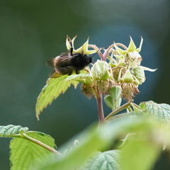 Bombus rupestris