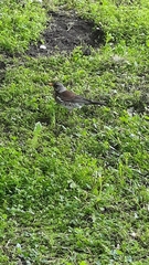 Turdus pilaris