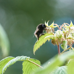 Bombus rupestris