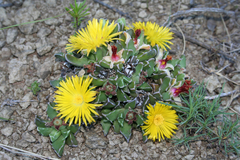 Faucaria bosscheana