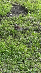 Turdus pilaris