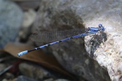 Argia munda