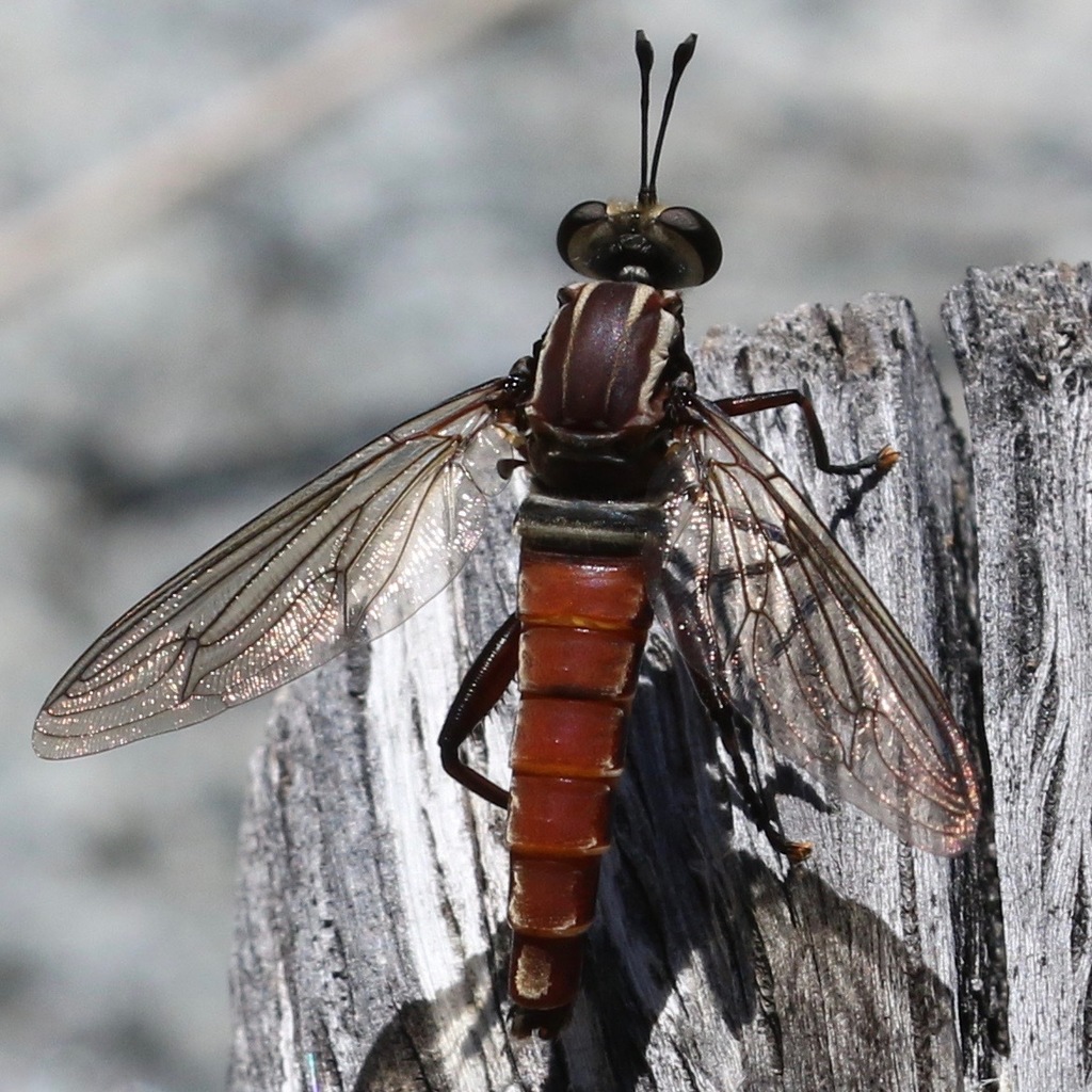 Stratiomydas lividus