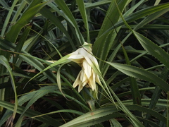 Pandanus odorifer