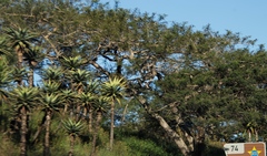 Aloe