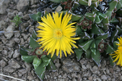 Faucaria bosscheana