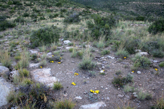 Faucaria bosscheana