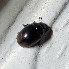 Nosodendron unicolor