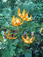 Lilium humboldtii