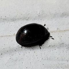 Nosodendron unicolor