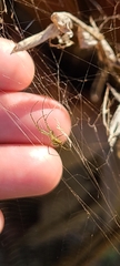 Leucauge regnyi