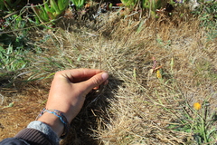 Agrostis blasdalei