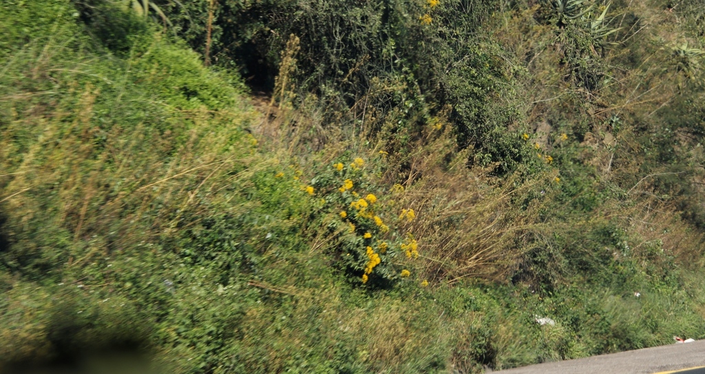 Senecio brachypodus; photograph (c) Tony Rebelo, some rights reserved (CC BY-SA)