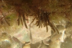 Cladostephus spongiosus