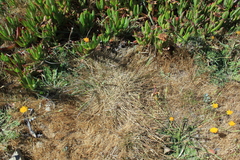 Agrostis blasdalei