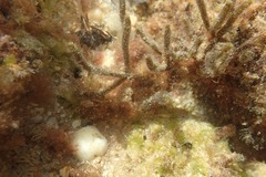 Cladostephus spongiosus