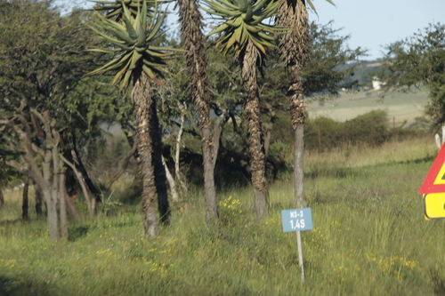 Senecio brachypodus, photograph 1