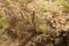 Cladostephus spongiosus